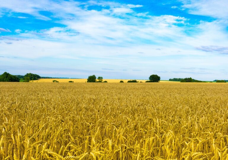 Парламентът вдигна забраната за внос на зърно от Украйна