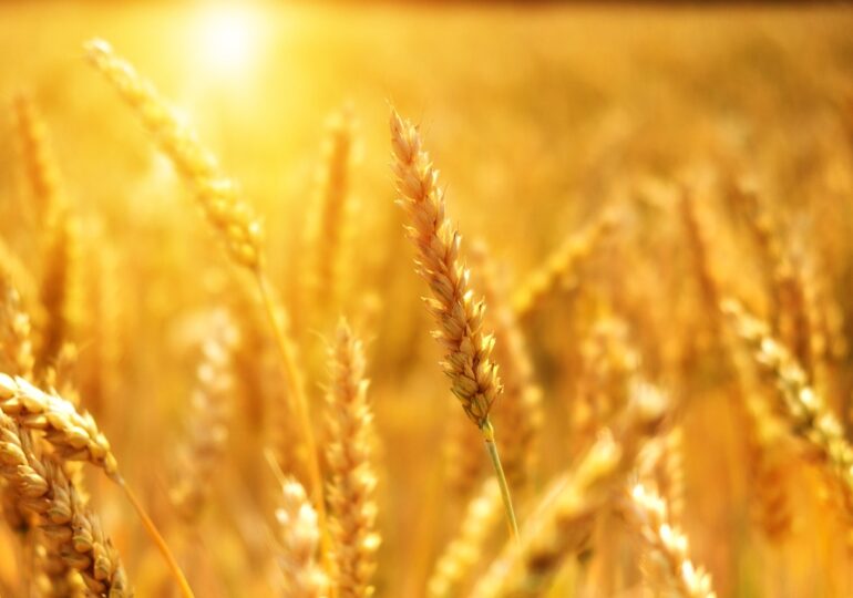 Румъния спира вноса на украинско зърно за още 30 дни