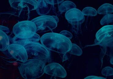Медузи превзеха Черно море