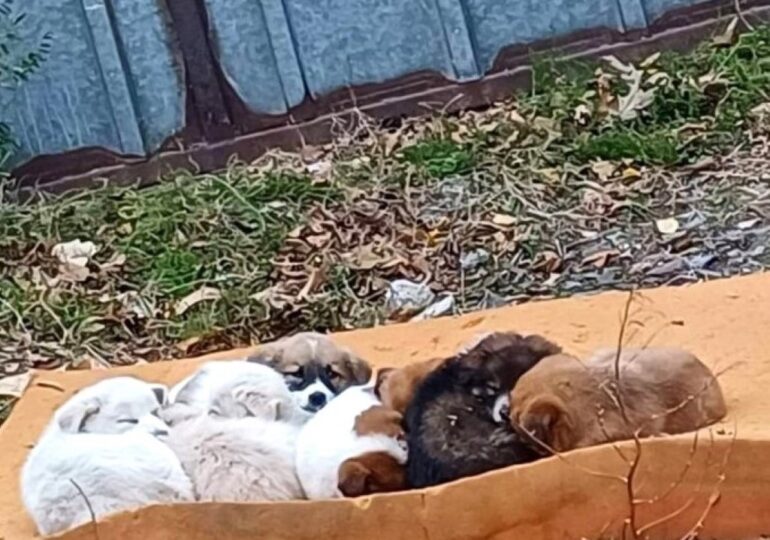 Община Асеновград търси осиновители за изоставени малки кученца