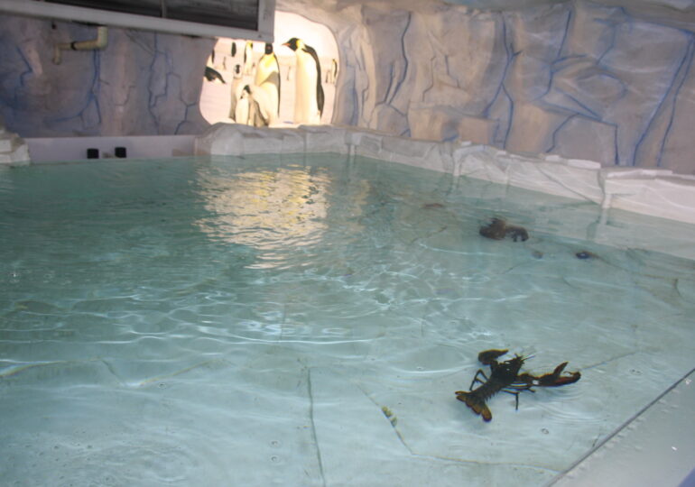„Ледена епоха“ превзема Природонаучния музей: Откриват експозиция “Полюси“ и двудневен „Леден фестивал“