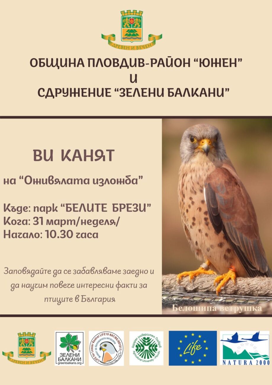 "Оживялата изложба": Показват макети на защитени птици в парк "Белите брези" в "Южен"