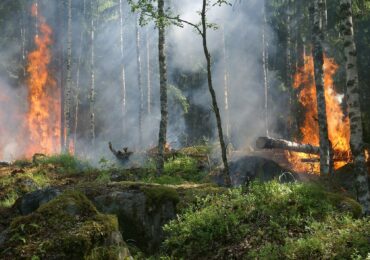 Самолетите от Франция вече гасят пожара при българо-гръцката граница (ВИДЕО)