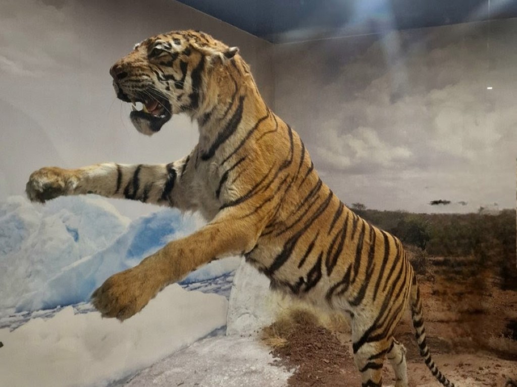 Нов тигър ще радва малчуганите в Природонаучния музей в Пловдив (СНИМКИ)