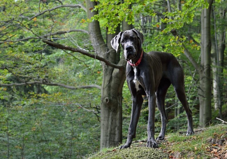 Най-високото живо куче в света бе вписано в Книгата на рекордите на Гинес (ВИДЕО)