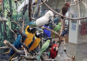 Регионалният природонаучен музей – Пловдив представя нови експонати-папагали