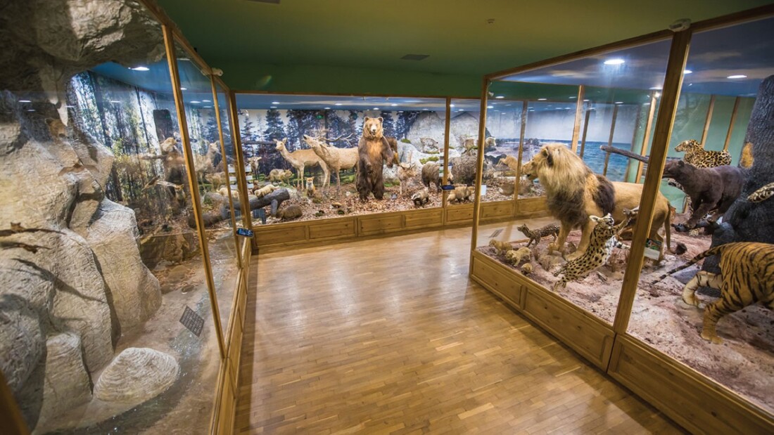 Нови хипопотам, алпийски козирог и черна антилопа ще радват малчуганите в Природонаучния музей в Пловдив