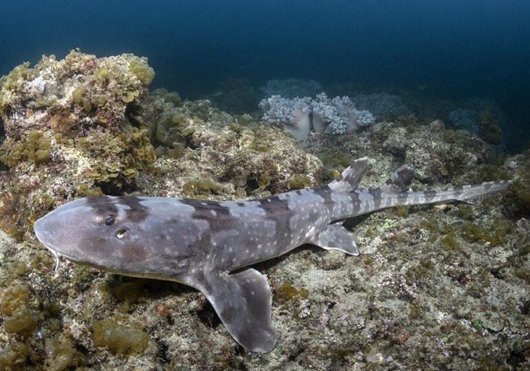 За пръв път в Пловдив: Показват невиждани досега морски създания