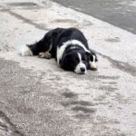 Възможност за „зоодоброволците“ в Асеновград