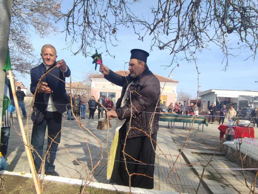 Кметът на Община Марица заряза лозите на Трифон Зарезан в Рогош, Труд и Маноле (СНИМКИ)