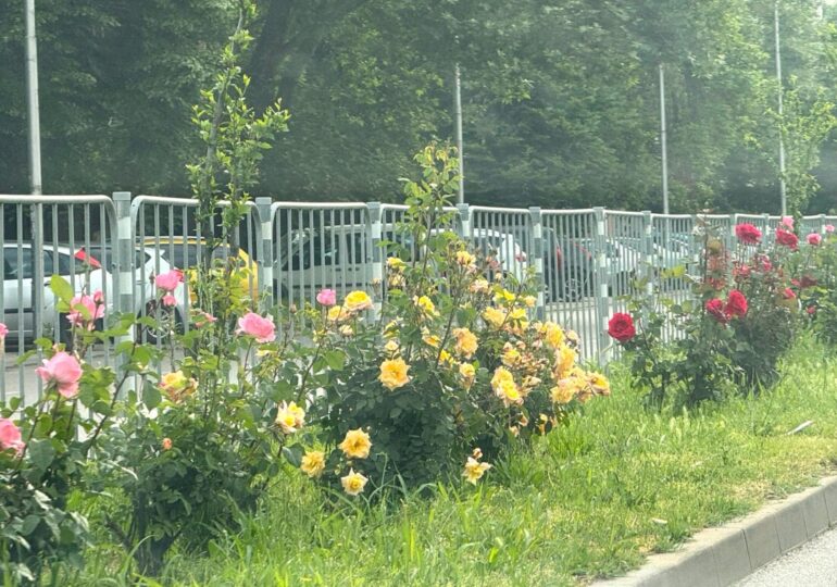 И тази пролет хиляди рози разцъфтяха по булевардите в Пловдив (СНИМКИ)