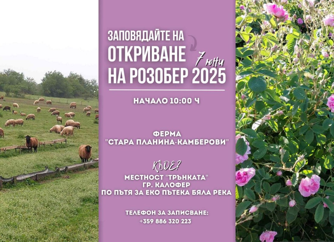 Ферма „Стара планина – Камберови“ кани на грандиозен празник за откриването на Розобер 2025 (ПРОГРАМА)