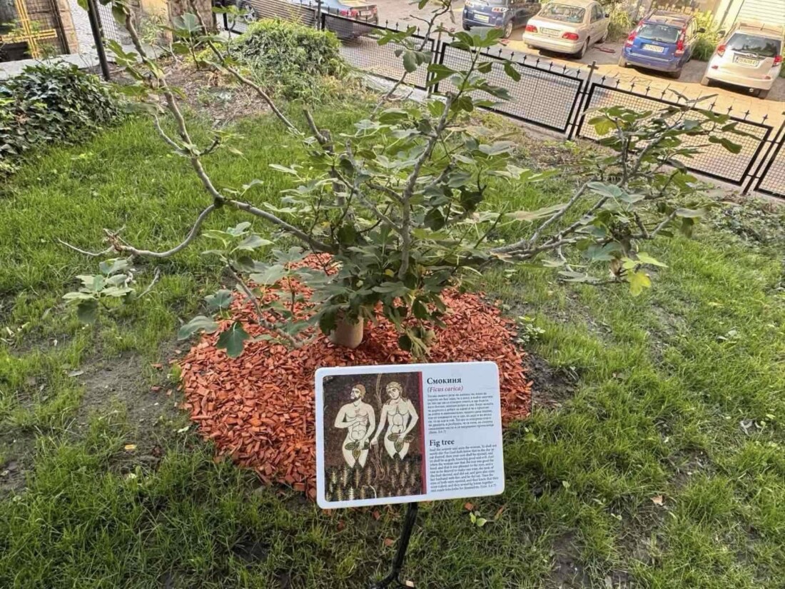 Първата в България Библейска градина отвори врати в Пловдив (СНИМКИ)