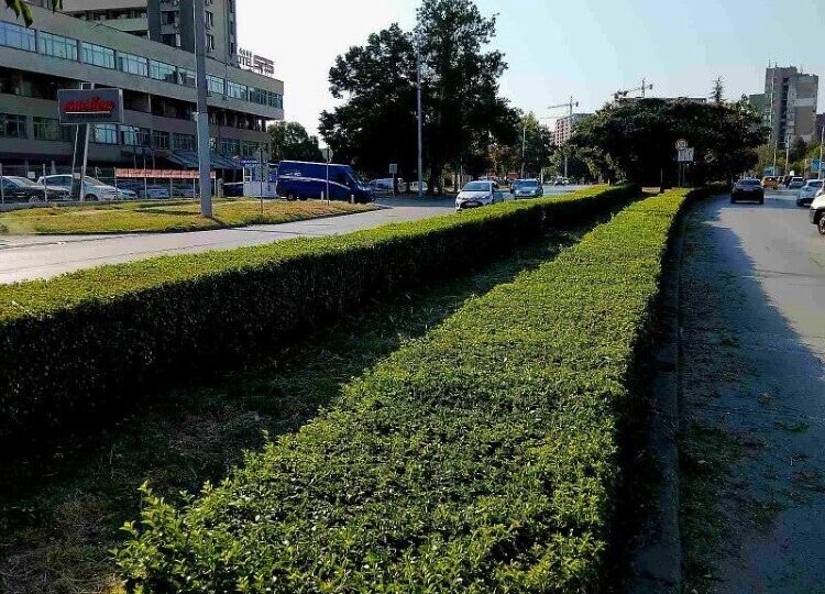 ОП "Градини и паркове" продължават облагородяването на зелените площи край булевардите в Пловдив (ГАЛЕРИЯ)