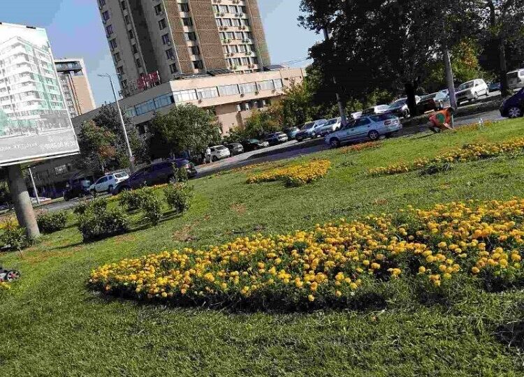 ОП "Градини и паркове" продължават облагородяването на зелените площи край булевардите в Пловдив (ГАЛЕРИЯ)