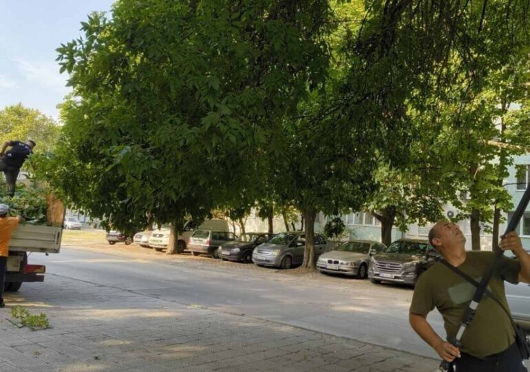За 15-и септември: ОП "Градини и паркове" подготвя пространствата около учебните заведения СНИМКИ)