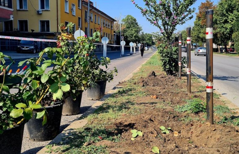 Въпреки ремонта: Запазват розите по бул. "Христо Ботев" в Пловдив (СНИМКИ)