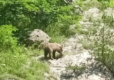 Мечка и двете ѝ малки слязоха до водопад над Карлово