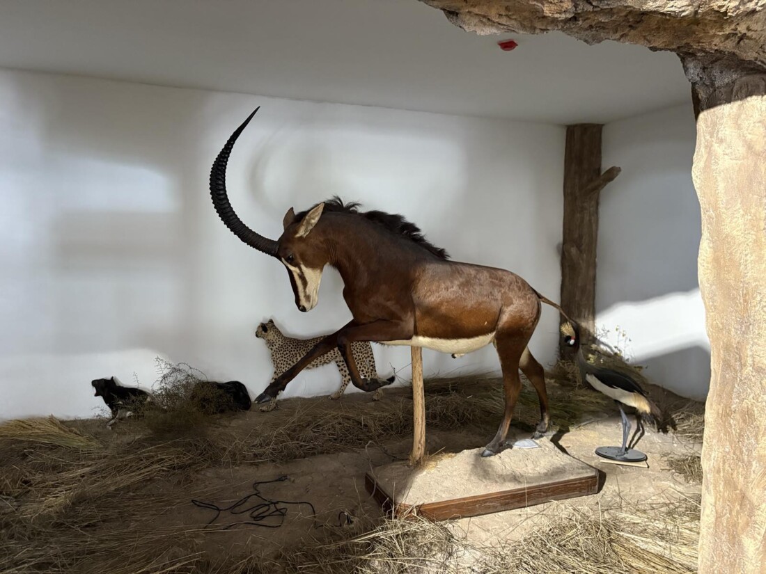 Ново зоокафе и зала отварят врати към Природонаучния музей в Пловдив (СНИМКИ) 5 Ново зоокафе и зала отварят врати към Природонаучния музей в Пловдив (СНИМКИ)