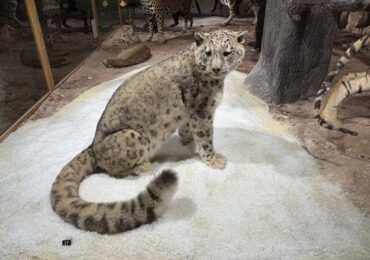 Ново зоокафе и зала отварят врати в Природонаучния музей в Пловдив (СНИМКИ)