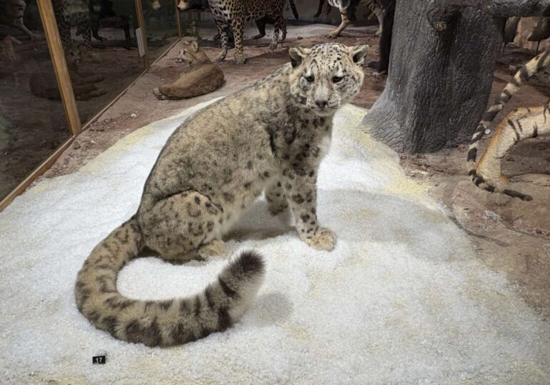 Ново зоокафе и зала отварят врати към Природонаучния музей в Пловдив (СНИМКИ)