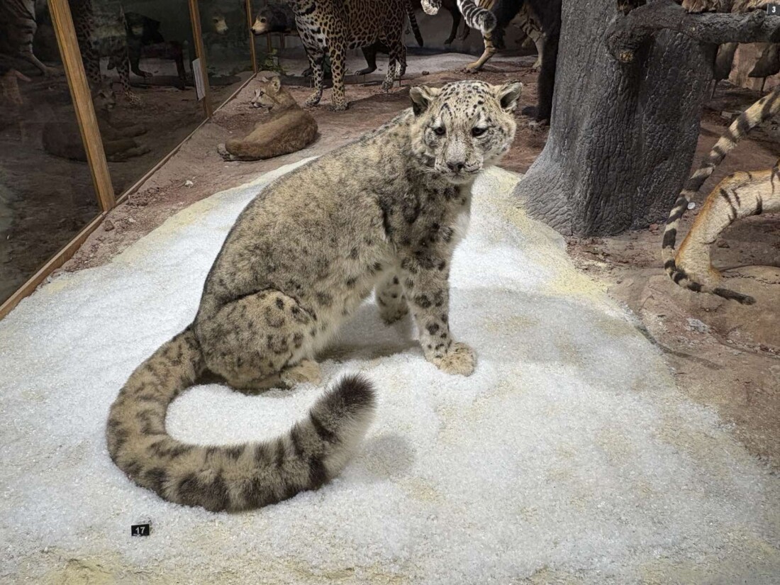 Ново зоокафе и зала отварят врати в Природонаучния музей в Пловдив (СНИМКИ)