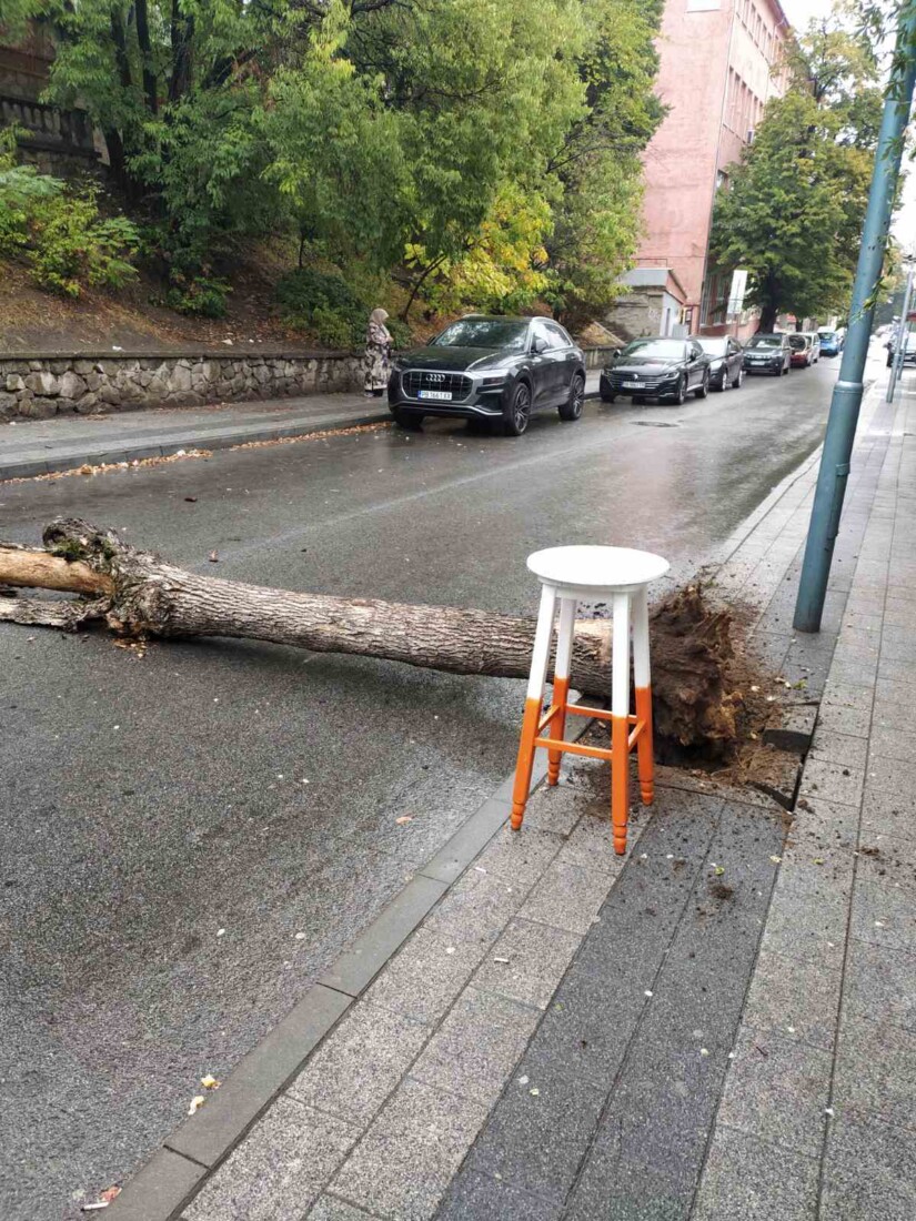 Огромно дърво рухна в центъра на Пловдив (СНИМКИ)