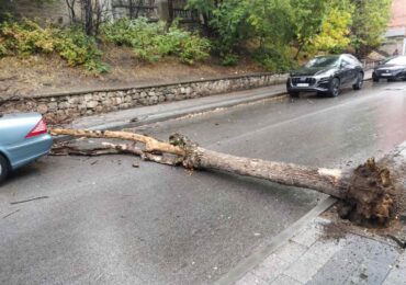 Огромно дърво рухна в центъра на Пловдив (СНИМКИ)