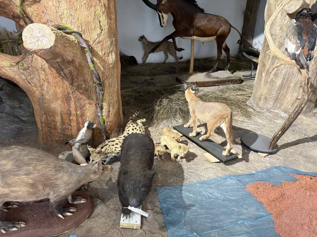 Ново зоокафе и зала отварят врати към Природонаучния музей в Пловдив (СНИМКИ) 2 Ново зоокафе и зала отварят врати към Природонаучния музей в Пловдив (СНИМКИ)