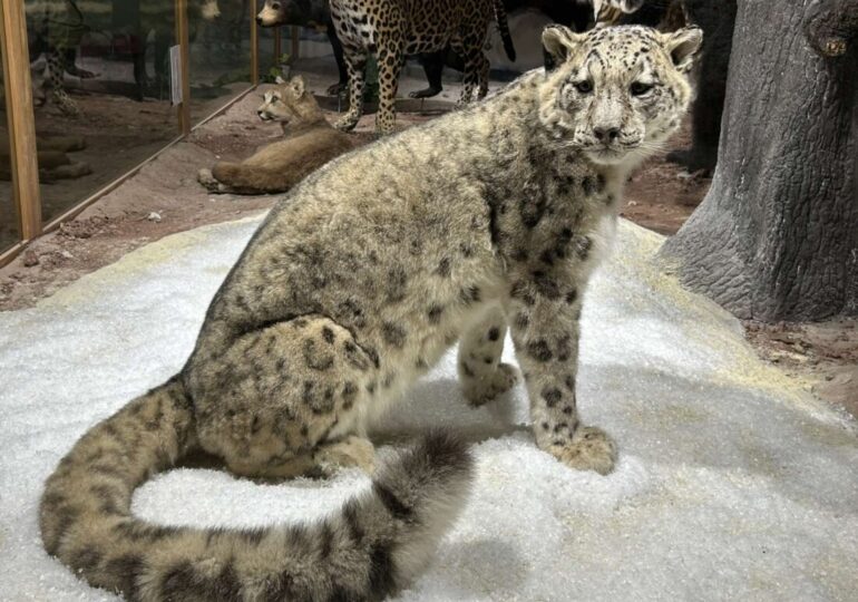 Природонаучният музей в Пловдив се сдоби със снежен леопард