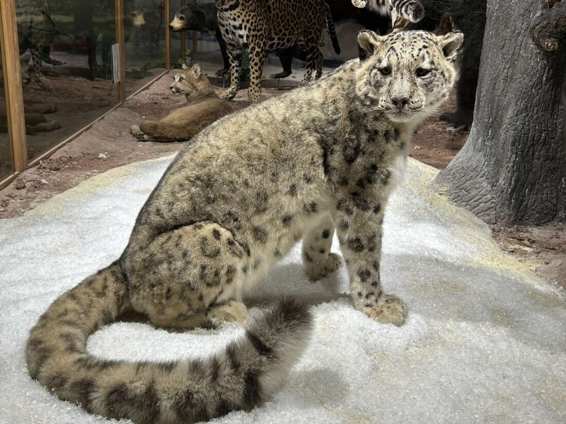 Природонаучният музей в Пловдив се сдоби със снежен леопард