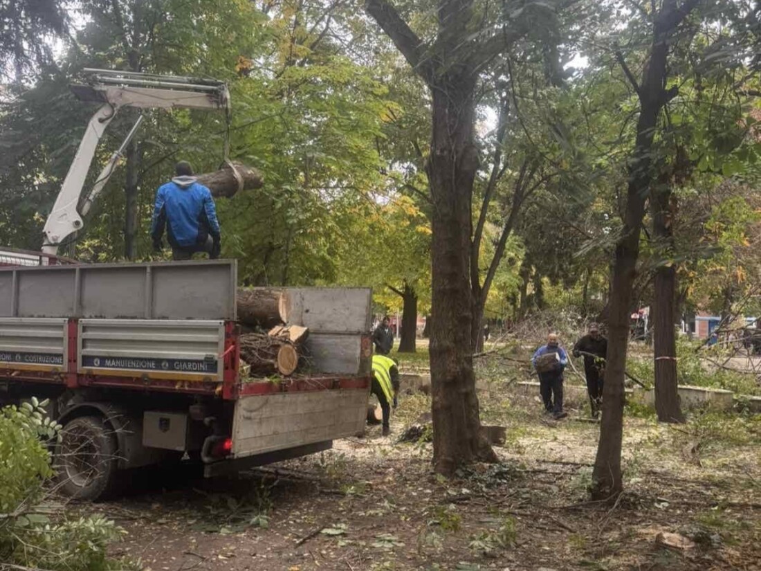 Започна санитарна сеч в Градската градина на Пазарджик (СНИМКИ)
