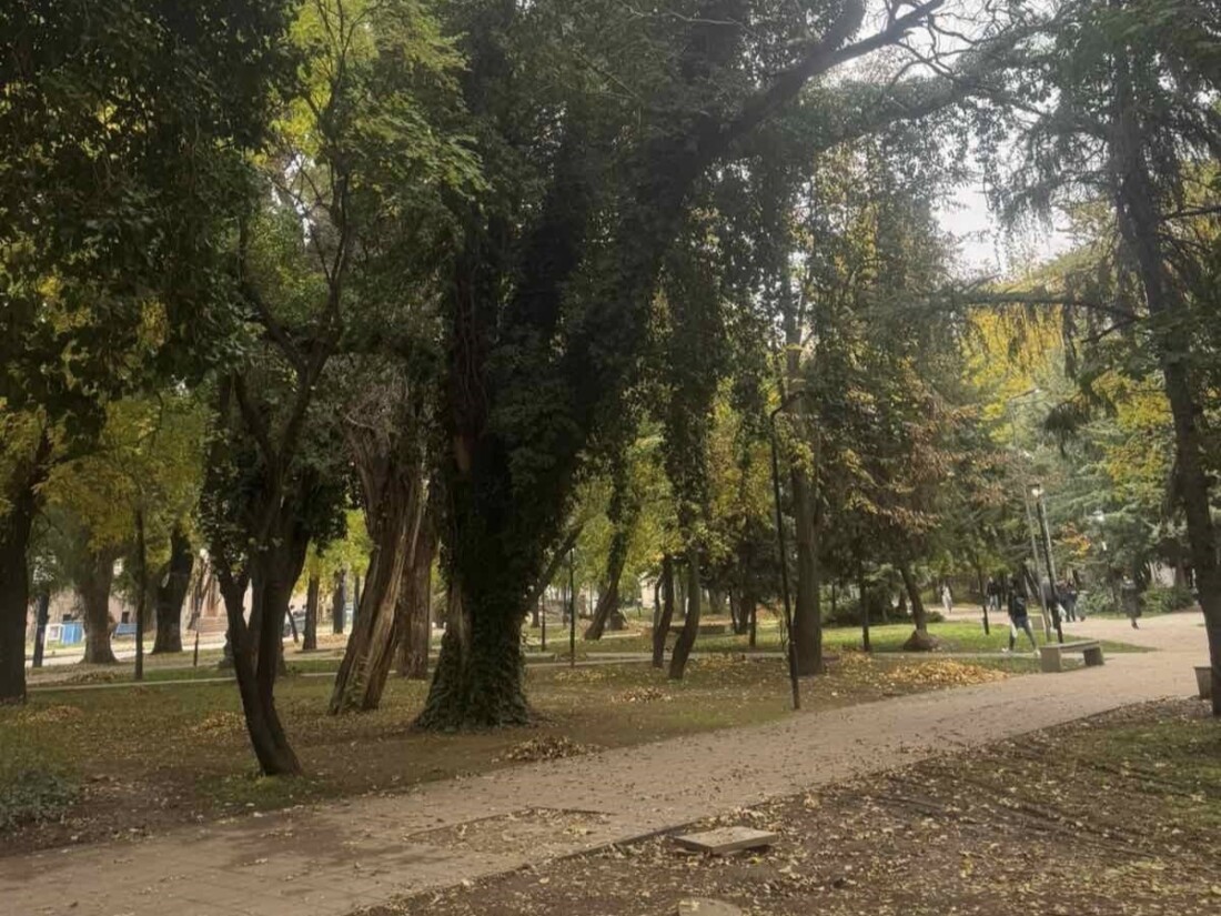 Започна санитарна сеч в Градската градина на Пазарджик (СНИМКИ)