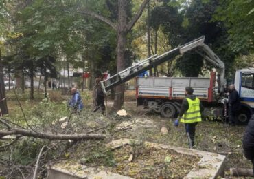 Започна санитарна сеч в Градската градина на Пазарджик (СНИМКИ)