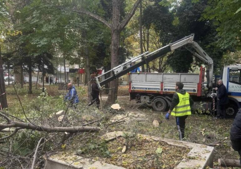 Започна санитарна сеч в Градската градина на Пазарджик (СНИМКИ)