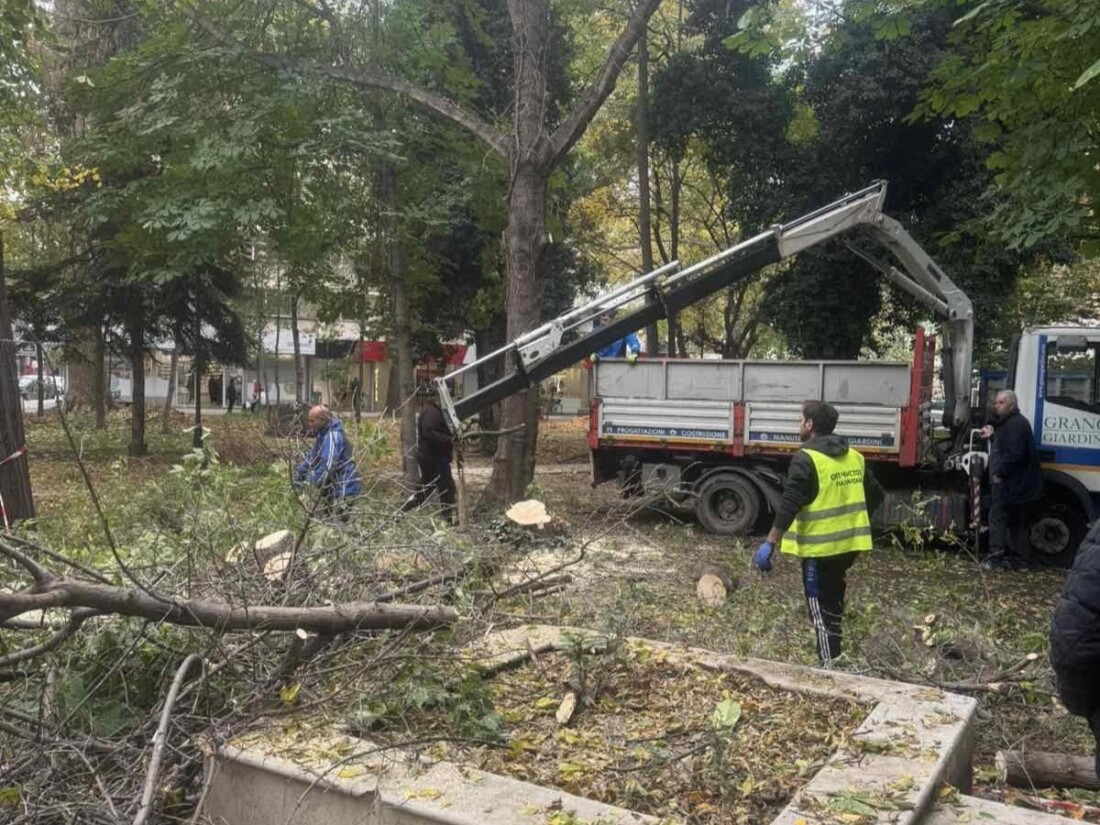 Започна санитарна сеч в Градската градина на Пазарджик (СНИМКИ)