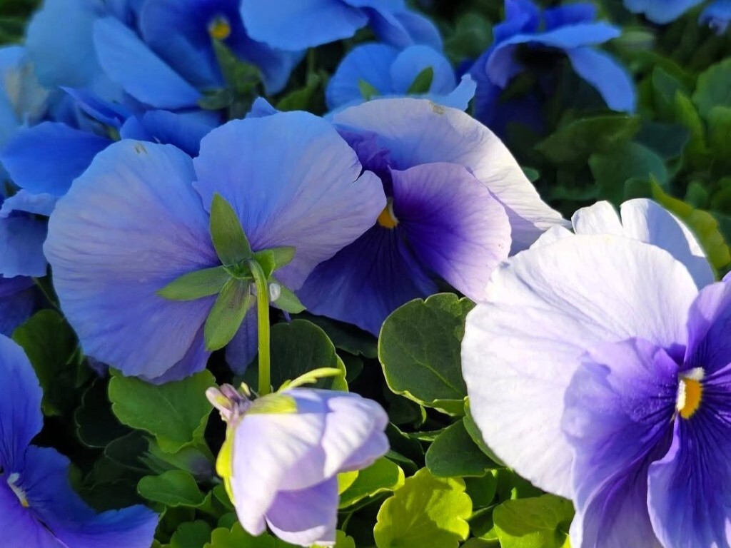 Хиляди есенни цветя красят Асеновград (СНИМКИ)