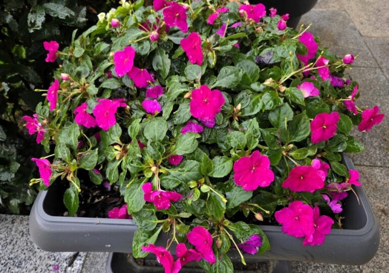 Хиляди есенни цветя красят Асеновград (СНИМКИ)