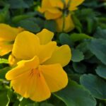 Хиляди есенни цветя красят Асеновград (СНИМКИ)