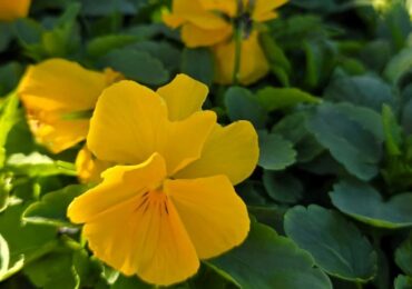 Хиляди есенни цветя красят Асеновград (СНИМКИ)