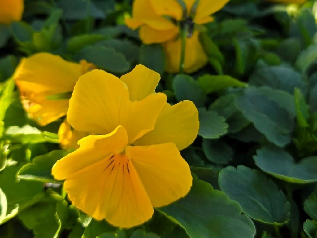 Хиляди есеннни цветя красят Асеновград (СНИМКИ)