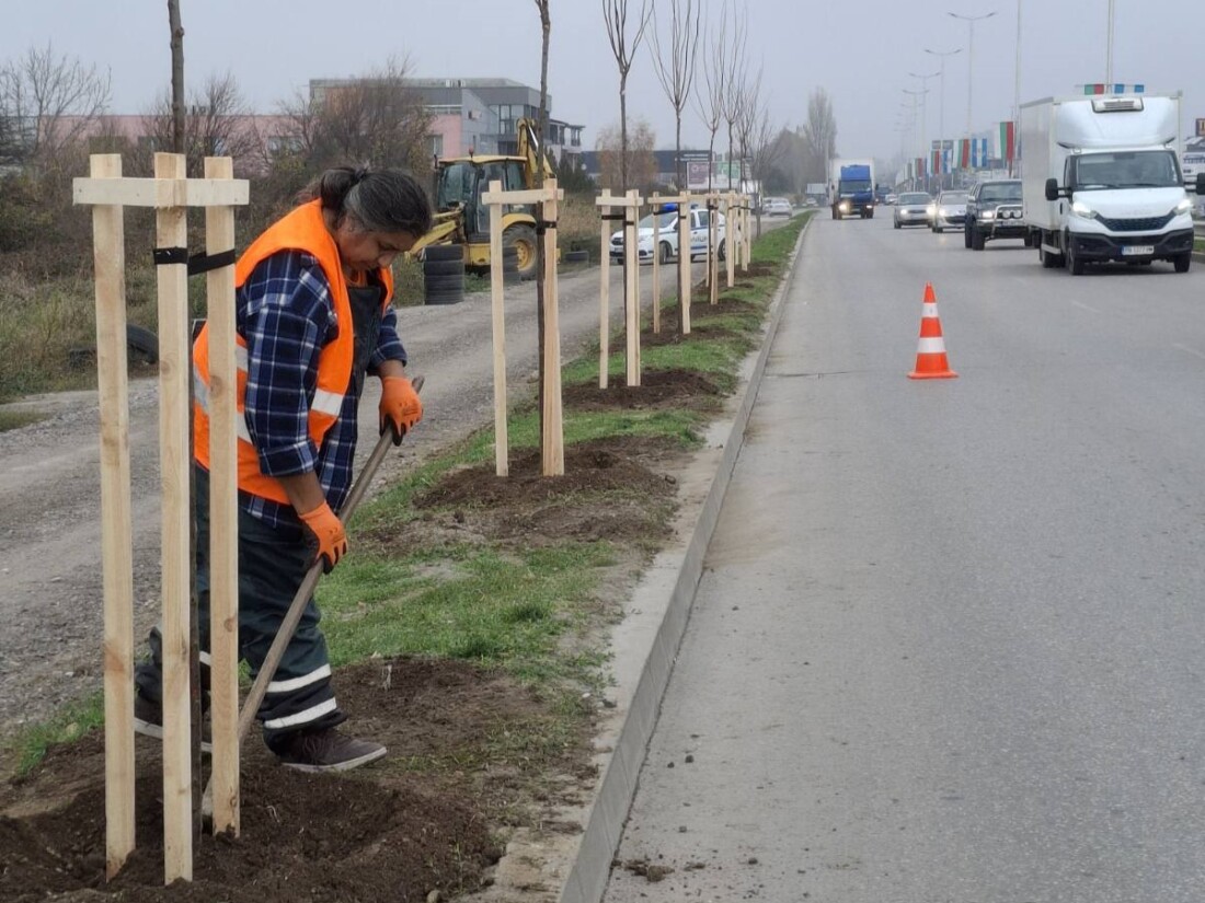 ОП "Градини и паркове" продължава с есенната залесителна кампания в Пловдив (СНИМКИ)