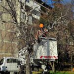 ОП „Градини и паркове“ с кампания по премахване на опасни дървета в Пловдив