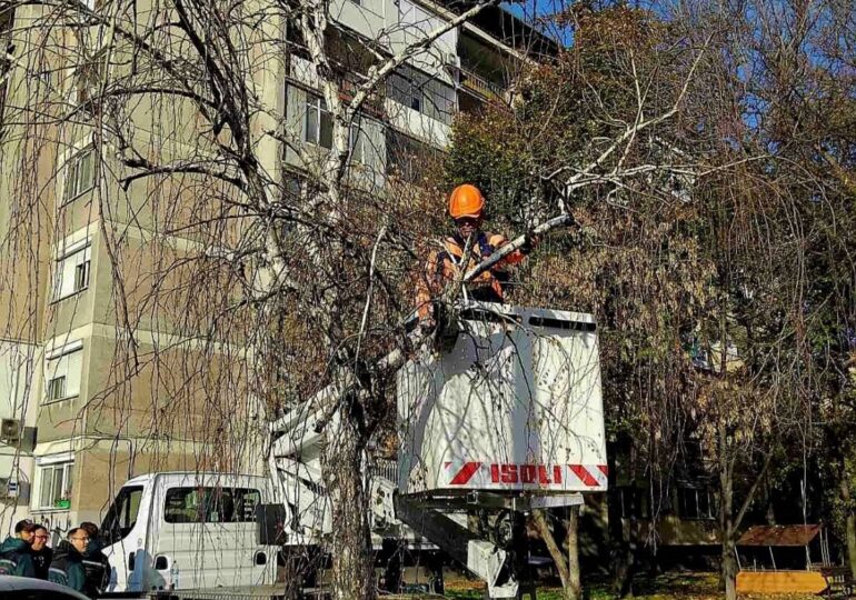ОП "Градини и паркове" с кампания по премахване на опасни дървета в Пловдив