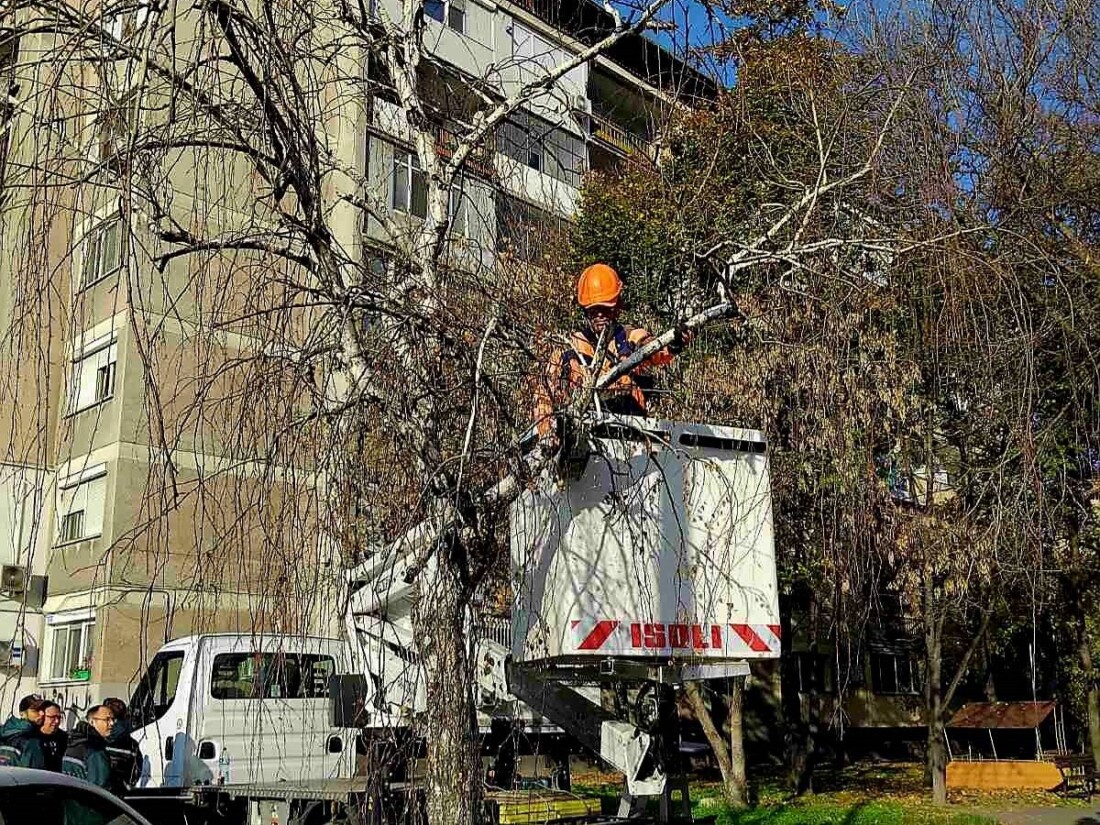 ОП „Градини и паркове“ с кампания по премахване на опасни дървета в Пловдив