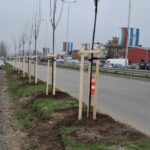 ОП „Градини и паркове“ продължава с есенната залесителна кампания в Пловдив (СНИМКИ)