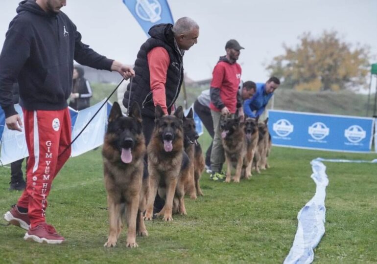 Младежи от Община Марица блестят на изложба за немско овчарско куче в Калековец (СНИМКИ)