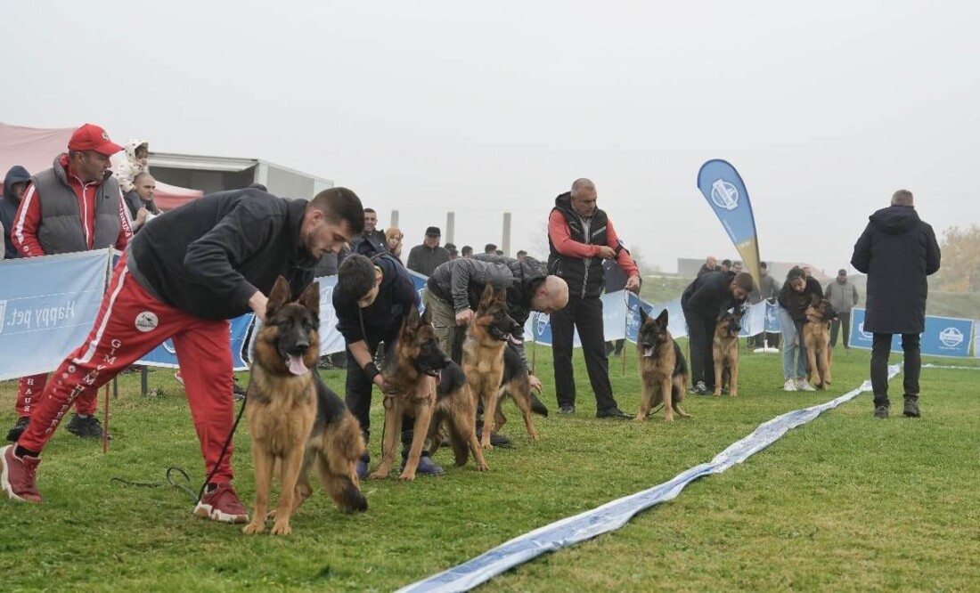 Младежи от Община Марица блестят на изложба за немско овчарско куче в Калековец (СНИМКИ)