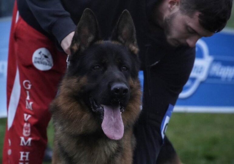 Младежи от Община Марица блестят на изложба за немско овчарско куче в Калековец (СНИМКИ)