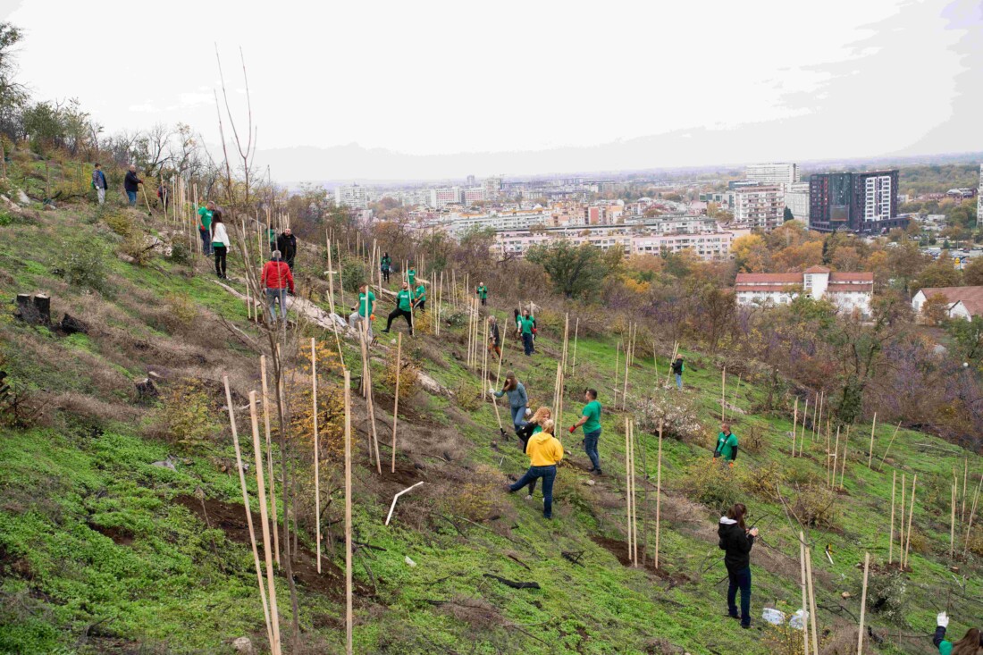 Доброволци от Кока-Кола ХБК залесиха опожарената част от Младежкия хълм в Пловдив (СНИМКИ)